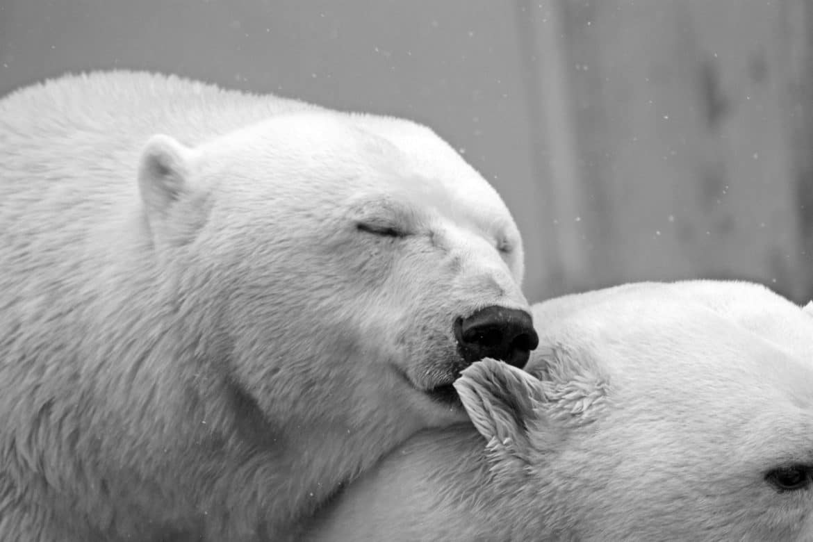 Fontos tények a jegesmedvékről: a sarki ragadozók különleges világa